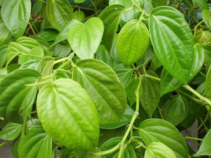 có thể trị nấm phụ khoa bằng lá trầu không có thể trị nấm phụ khoa bằng lá trầu không