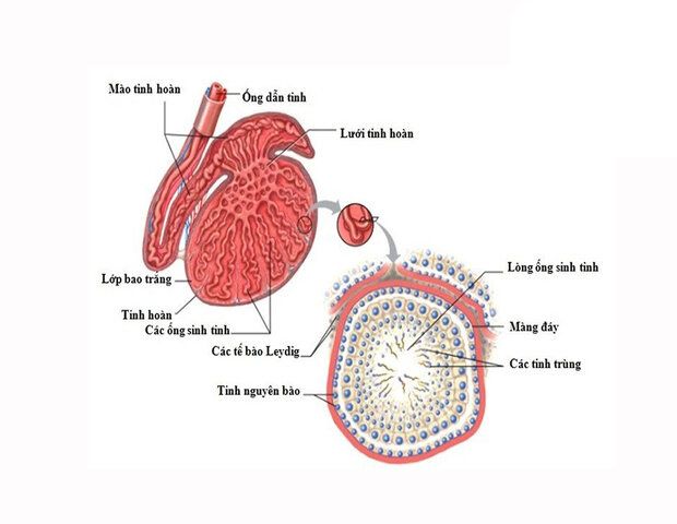 cấu tạo của túi tinh hoàn cấu tạo của túi tinh hoàn