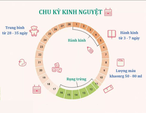 chu kỳ kinh nguyệt bình thường chu kỳ kinh nguyệt bình thường