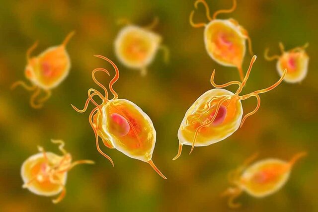 nấm Trichomonas sống ký sinh trong âm đạo gây ra sự thay đổi màu của khí hư nấm Trichomonas sống ký sinh trong âm đạo gây ra sự thay đổi màu của khí hư