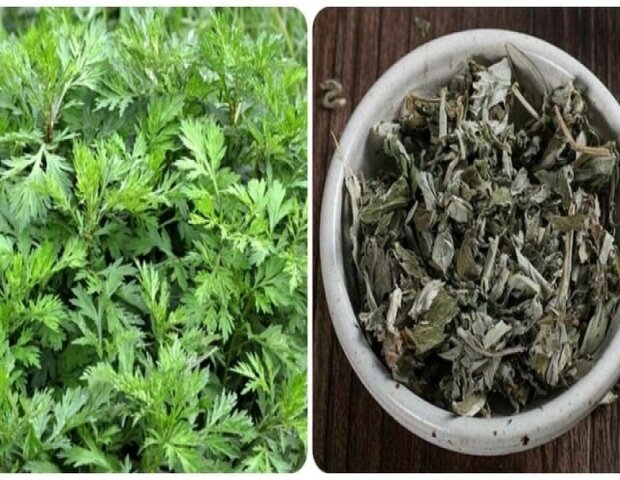 ngải cứu hỗ trợ rất tốt cho việc điều trị tắc kinh ngải cứu hỗ trợ rất tốt cho việc điều trị tắc kinh
